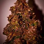 Himalayann Blue Diesel by Short Stuff Seeds – Auto-Flowering – Fruity – Short (up to 80cm) – image 2 – Seed City