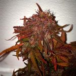 Image 3 of Himalayann Blue Diesel cannabis by Short Stuff Seeds – Outdoor – Fruity – Super Strength – Seed City