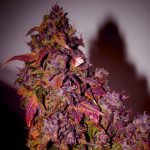 Himalayann Blue Diesel by Short Stuff Seeds – Regular – Auto-Flowering – Super Strength – image 4 – Seed City