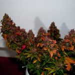 Himalayann Blue Diesel by Short Stuff Seeds – Regular – Short (up to 80cm) – Fruity – image 5 – Seed City