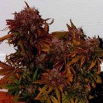 Himalayann Blue Diesel from Short Stuff Seeds