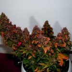 showing Fruity – Outdoor – Auto-Flowering – image 6 – Seed City