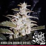 Image 1 of Himalayan Orange Diesel cannabis by Short Stuff Seeds – Female seeds – Piney – Auto-Flowering – Seed City