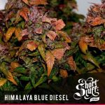 Himalayann Blue Diesel by Short Stuff Seeds – Fruity – Regular – Short (up to 80cm) – image 1 – Seed City