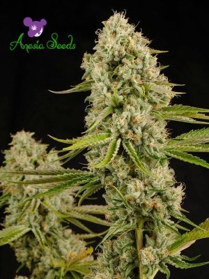 Hindu Kush cannabis seeds – Spasm Relief – 12/12 Photoperiod – Indica – image 1 from Seed City