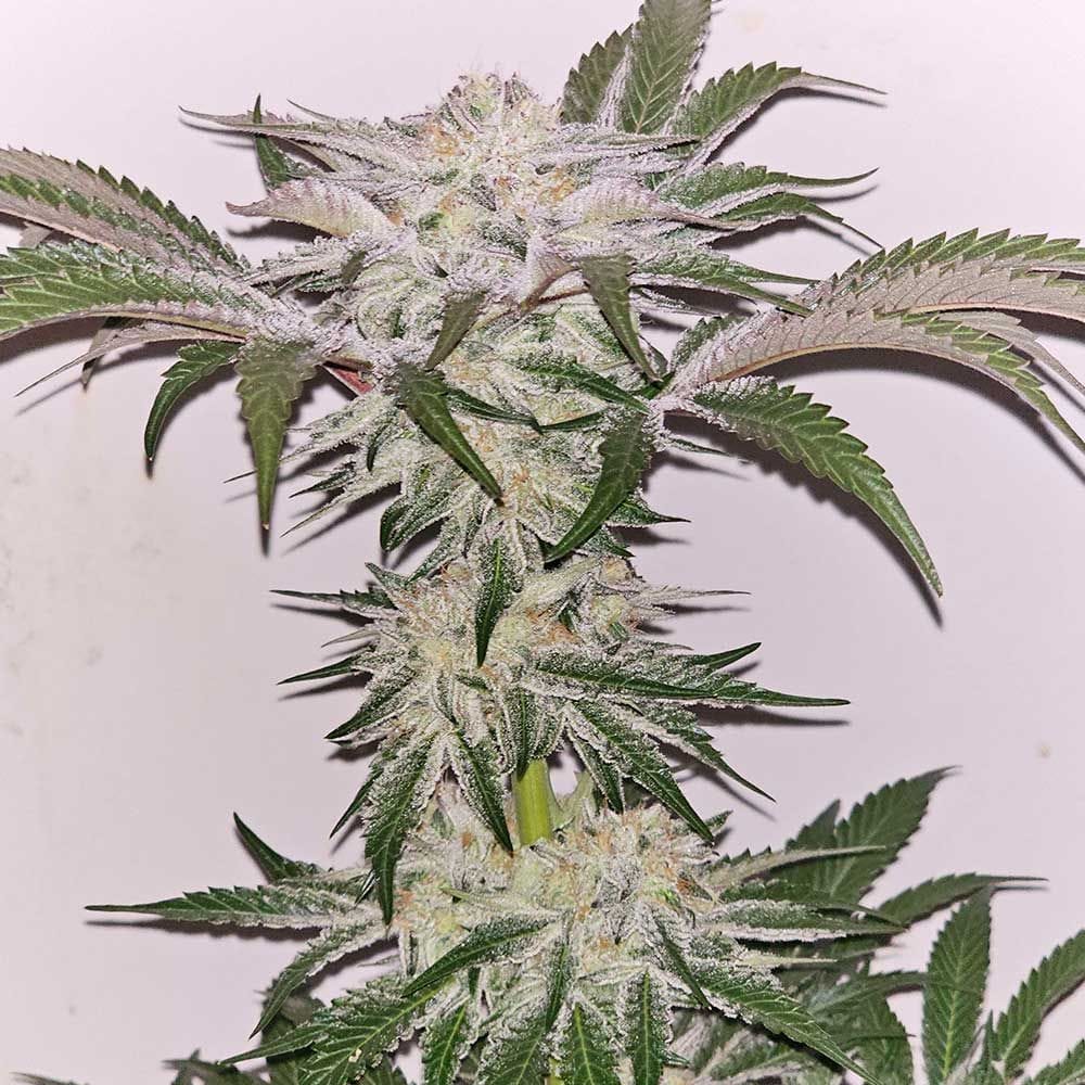 Hindu Runtz by Karma Genetics – Feminized – Indoor-friendly – Indica Dominant – image 1 – Seed City
