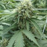 Hippie Killer by Seedism Seeds – 12/12 Photoperiod – Female seeds – Suited for indoor growing – image 9 – Seed City