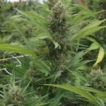 Hippie Killer by Seedism Seeds – Suited for indoor growing – Female seeds – Citrus – image 10 – Seed City