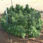 Hippie Killer cannabis seeds – Relaxing – Suited for indoor growing – Citrus – image 2 from Seed City