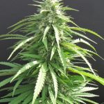 Image 3 of Hippie Killer cannabis by Seedism Seeds – Super Strength – 50% Indica/50% Sativa – Citrus – Seed City
