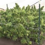 Image 4 of Hippie Killer cannabis by Seedism Seeds – Citrus – Relaxing – Suited for indoor growing – Seed City