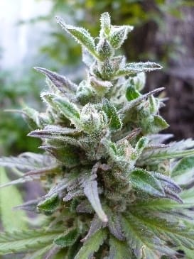 Hollands Hope by Dutch Passion Seeds – Beginning of October – Outdoor – Resistant to Mould – image 2 – Seed City