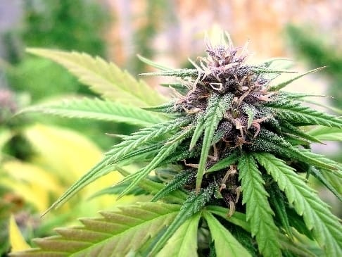 Hollands Hope by Dutch Passion Seeds – Resistant to Mould – Indica – Beginning of October – image 4 – Seed City