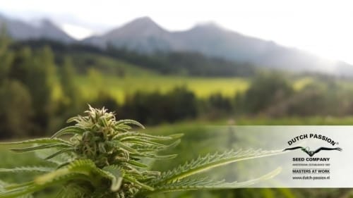 Hollands Hope from Dutch Passion Seeds