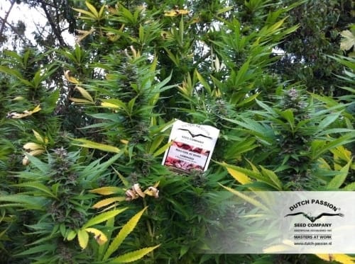 showing Indica – Resistant to Mould – Beginning of October – image 5 – Seed City