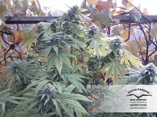 Guaranteed female plants – Outdoor – Indica – Hollands Hope strain – image 6 – from Dutch Passion Seeds via Seed City