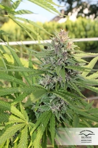Hollands Hope by Dutch Passion Seeds – Indica – Outdoor – 12/12 Photoperiod – image 7 – Seed City
