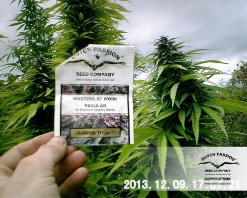 Hollands Hope from Dutch Passion Seeds
