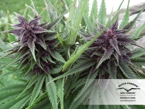 showing 12/12 Photoperiod – Outdoor – Resistant to Mould – image 8 – Seed City