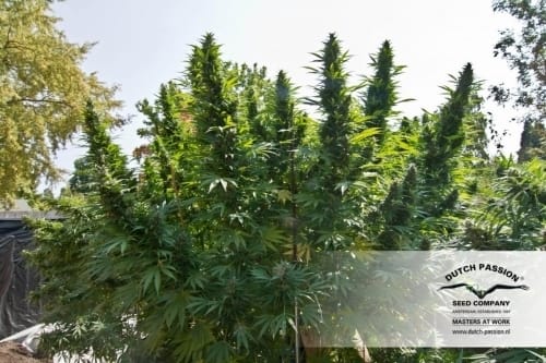 Outdoor – 12/12 Photoperiod – Indica – Hollands Hope strain – image 9 – from Dutch Passion Seeds via Seed City