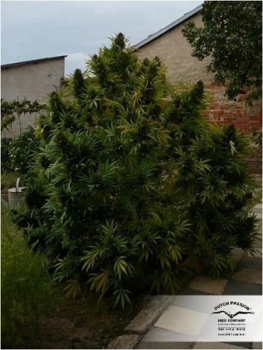 Hollands Hope cannabis seeds – Beginning of October – 12/12 Photoperiod – Outdoor – image 11 from Seed City