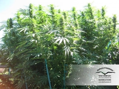 Hollands Hope cannabis seeds – Beginning of October – Indica – Guaranteed female plants – image 12 from Seed City
