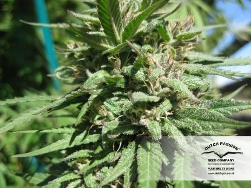 Hollands Hope from Dutch Passion Seeds