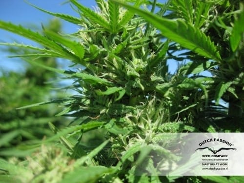 showing Outdoor – Guaranteed female plants – Indica – image 13 – Seed City