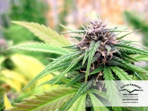 Resistant to Mould – Indica – Outdoor – Hollands Hope strain – image 14 – from Dutch Passion Seeds via Seed City