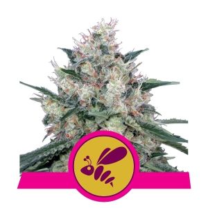 Honey Cream Fast V cannabis seeds – Tall (140cm plus) – Female seeds – Super Strength – image 1 from Seed City