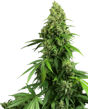 Honey Melon Kush Auto