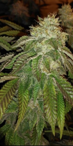 Suited for indoor growing – Citrus – Regular – Hot Tropic strain – image 3 – from Oni Seed Co via Seed City