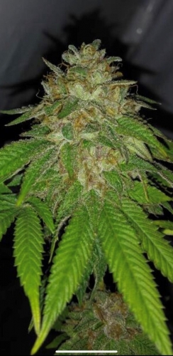 12/12 Photoperiod – Regular – Citrus – Hot Tropic strain – image 4 – from Oni Seed Co via Seed City