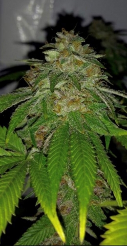 Hot Tropic cannabis seeds – Regular – 12/12 Photoperiod – Suited for indoor growing – image 5 from Seed City