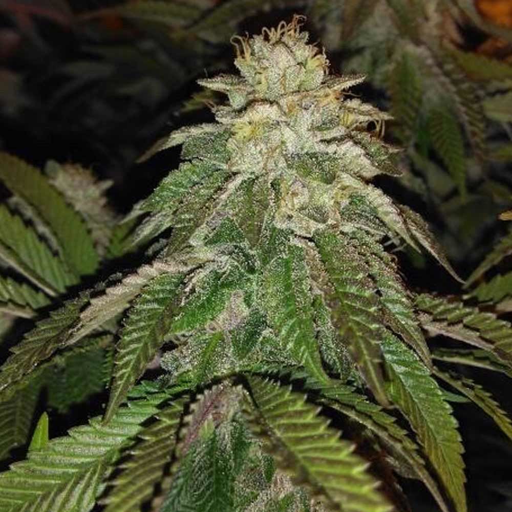 12/12 Photoperiod – Suited for indoor growing – Citrus – Hot Tropic strain – image 1 – from Oni Seed Co via Seed City