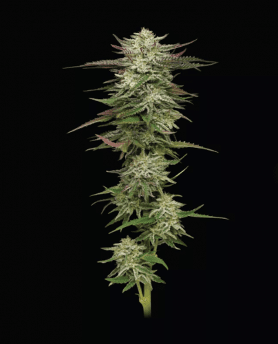 Humboldt Headband from Humboldt Seed Company