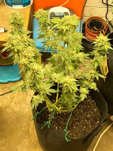 Kerosene Cookies by ElevenThirty Genetics – Chocolate – Good for outdoor grow – Super Strength – image 3 – Seed City