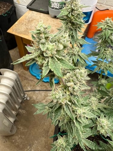 Kerosene Cookies cannabis seeds – 12/12 Photoperiod – Indica Dominant – Good for outdoor grow – image 2 from Seed City