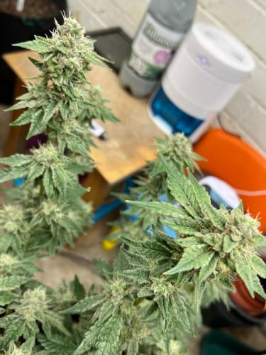 Kerosene Cookies cannabis – imagen 5 – Seed City