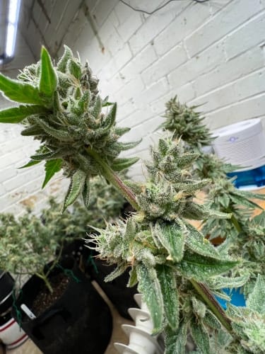 Kerosene Cookies by ElevenThirty Genetics – Super Strength – Guaranteed female plants – Couch Lock – image 4 – Seed City