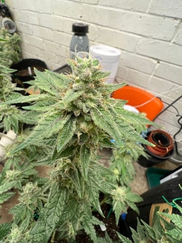 Kerosene Cookies cannabis – imagen 6 – Seed City