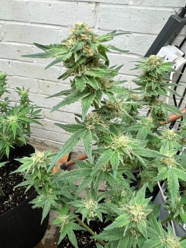 Image 2 of Kerosene Cookies Auto cannabis by ElevenThirty Genetics – Couch Lock – Gassy – Female seeds – Seed City