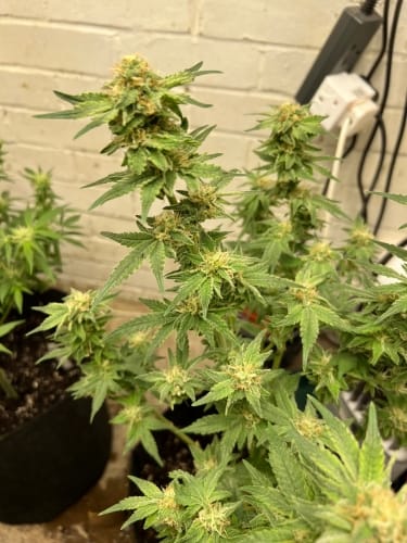 Kerosene Cookies Auto by ElevenThirty Genetics – Large yield – Female seeds – Indoor-friendly – image 6 – Seed City