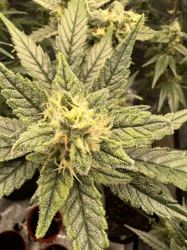 Kerosene Cookies Auto by ElevenThirty Genetics – Couch Lock – Female seeds – Gassy – image 3 – Seed City