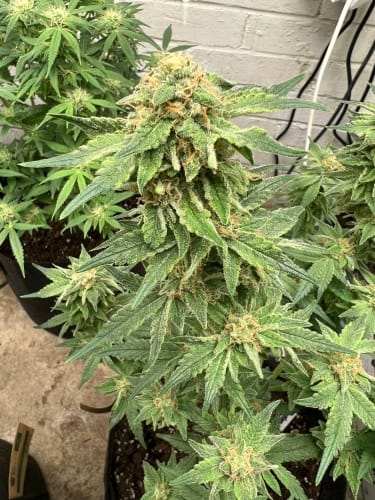 Kerosene Cookies Auto by ElevenThirty Genetics – Gassy – Large yield – Resistant to Disease – image 4 – Seed City