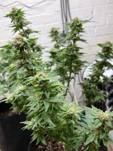 Kerosene Cookies Auto cannabis seeds – Gassy – Large yield – Indoor-friendly – image 5 from Seed City