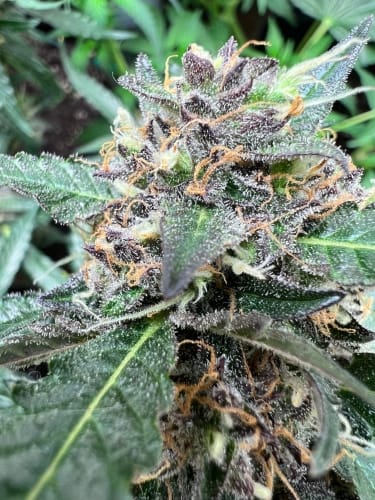 Rainbow Chip by ElevenThirty Genetics – Mostly Indica – Guaranteed female plants – Indoor – image 4 – Seed City