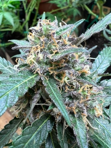 showing Resistant to Pests – Sweet – Indoor – image 3 – Seed City