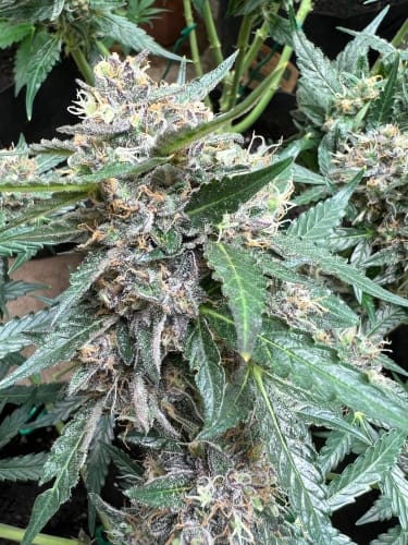 Rainbow Chip from ElevenThirty Genetics