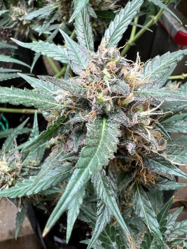 Rainbow Chip by ElevenThirty Genetics – Sweet – Creative – 12/12 Photoperiod – image 2 – Seed City